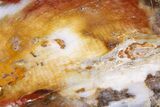 Colorful Hubbard Basin Petrified Wood Slab - Nevada #322726-1